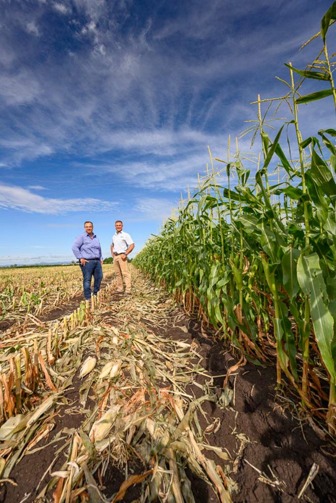 Rugby corn farmers for Coles