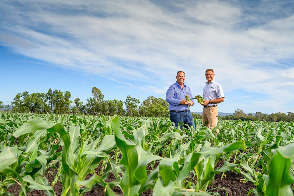 Rugby corn farmers for Coles